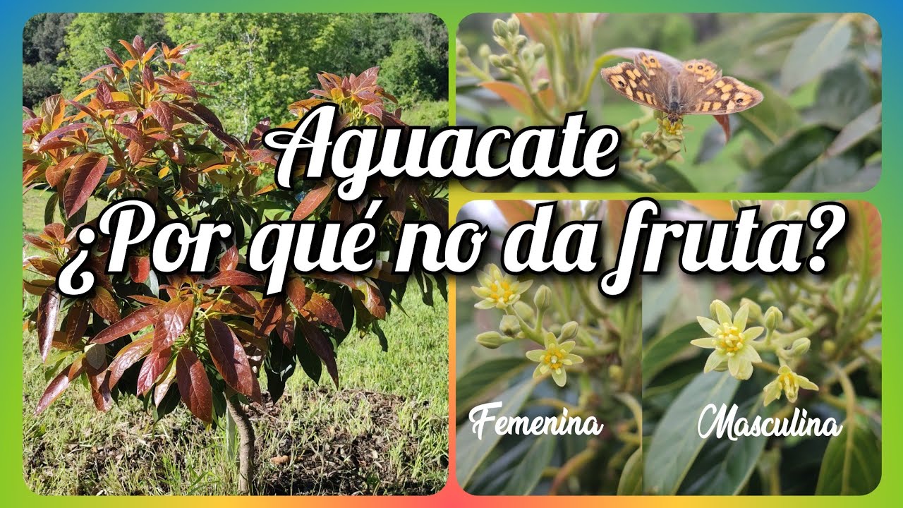 ¿Por qué no da fruta? FLORACIÓN Y POLINIZACIÓN DEL AGUACATE || Evolución Forestal