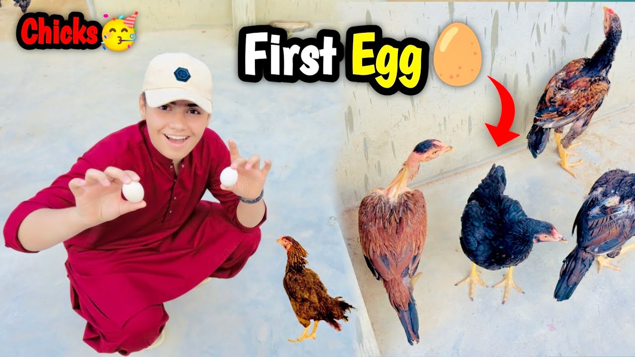 Цыплята снесли первое яйцо | 🥳Цыплята выросли | Срочные новости 😂 @shehrmaindihat #вирусноевидео