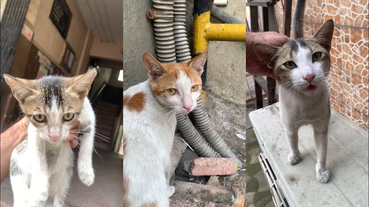 Ashoka 🐱 Buzo 🐱 Gabboo 🐱 all doing fine and live moving on 🥰 