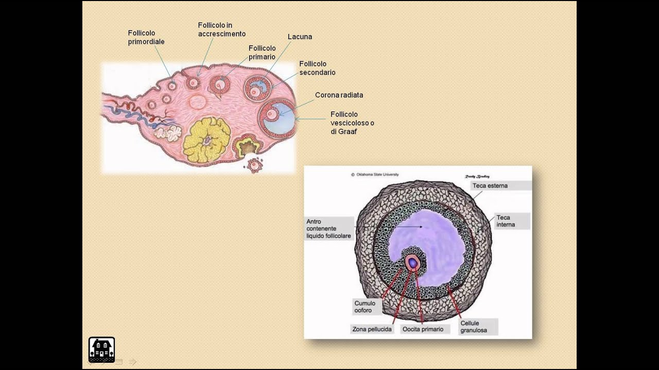 Ciclo estrale della bovina