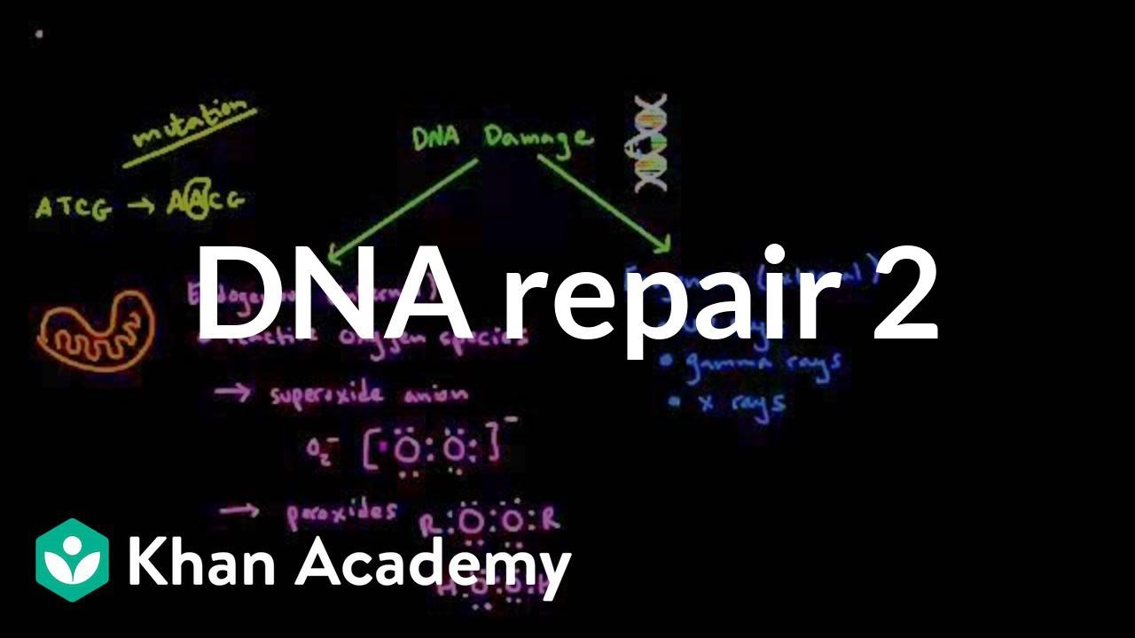 DNA repair 2 | Biomolecules | MCAT | Khan Academy