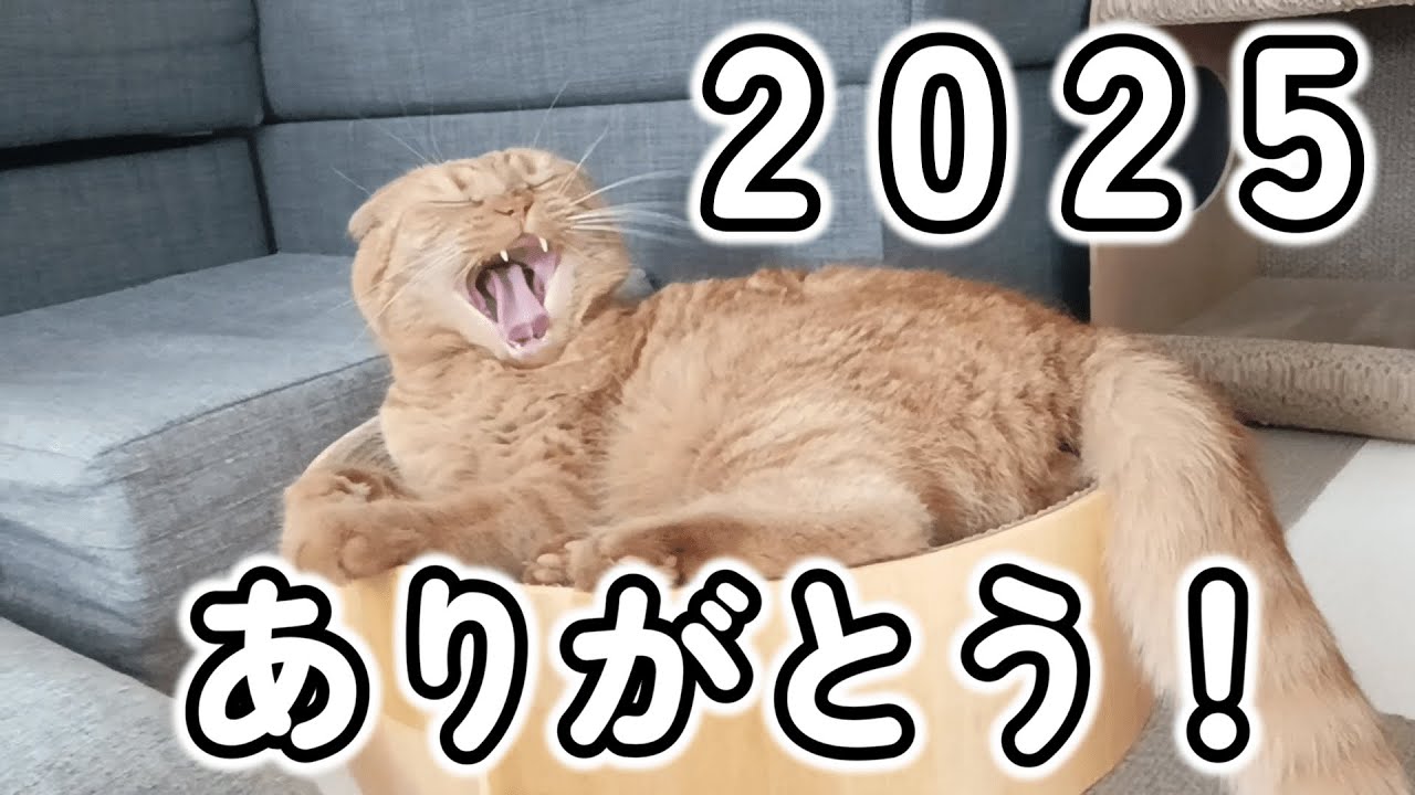 【OMOIDE-41】今年最後のご挨拶【スコティッシュフォールド】