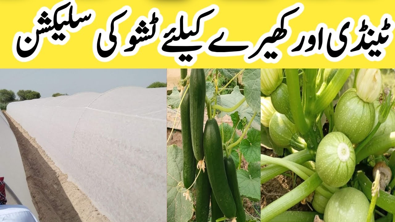 Tissue  ki selection | ٹشو کی سلیکشن | tendi ki kasht | Tissue me kheray ki kasht | ATFT