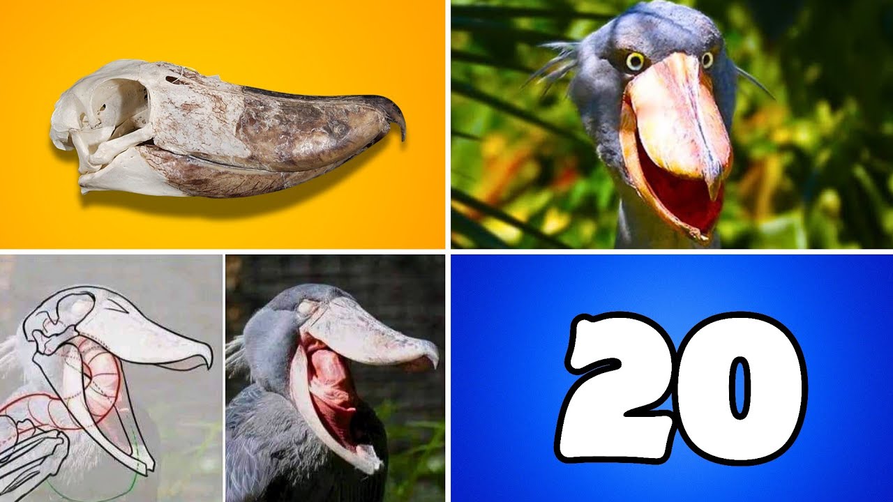 ¡20 COSAS QUE NO SABÍAS SOBRE EL PICOZAPATO!