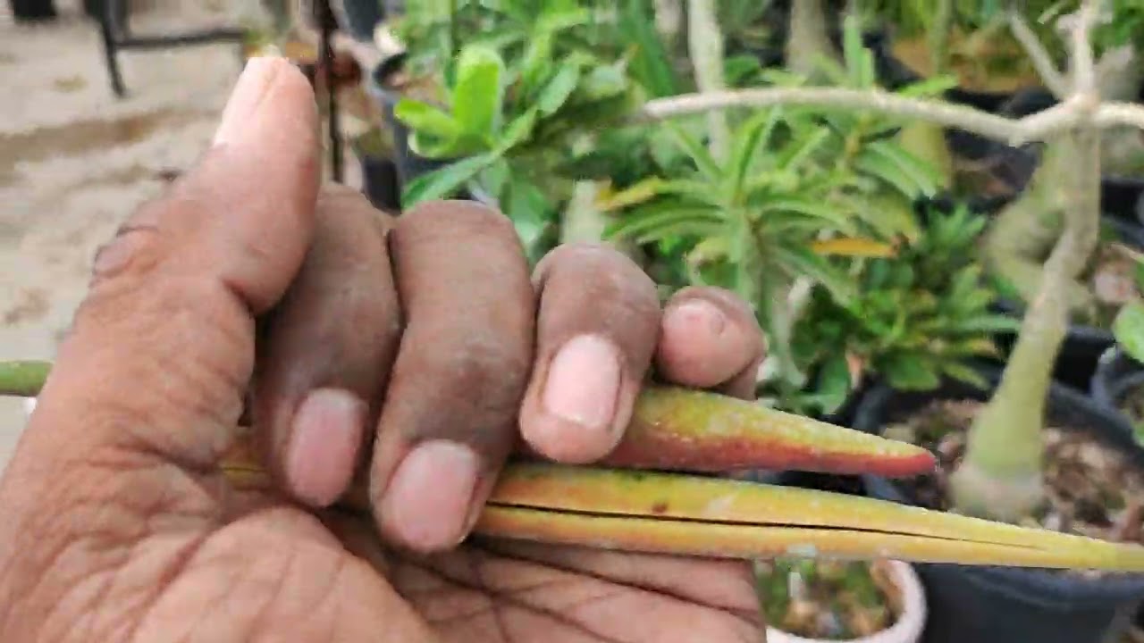 अडेनियम सीडपोड कब तोड़ना चाहिए | when can we collect adenium seed pods? |