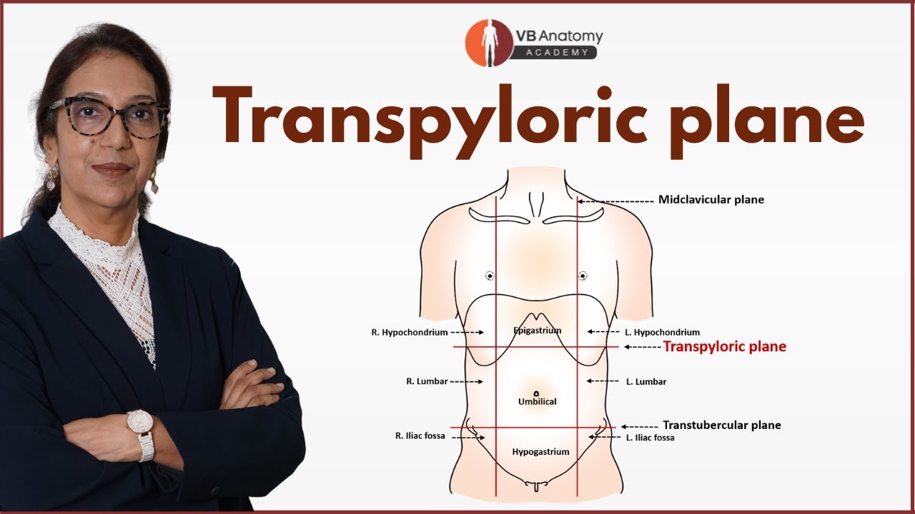 Transpyloric Plane Explained | Level, Landmarks & Key Structures (Anatomy)