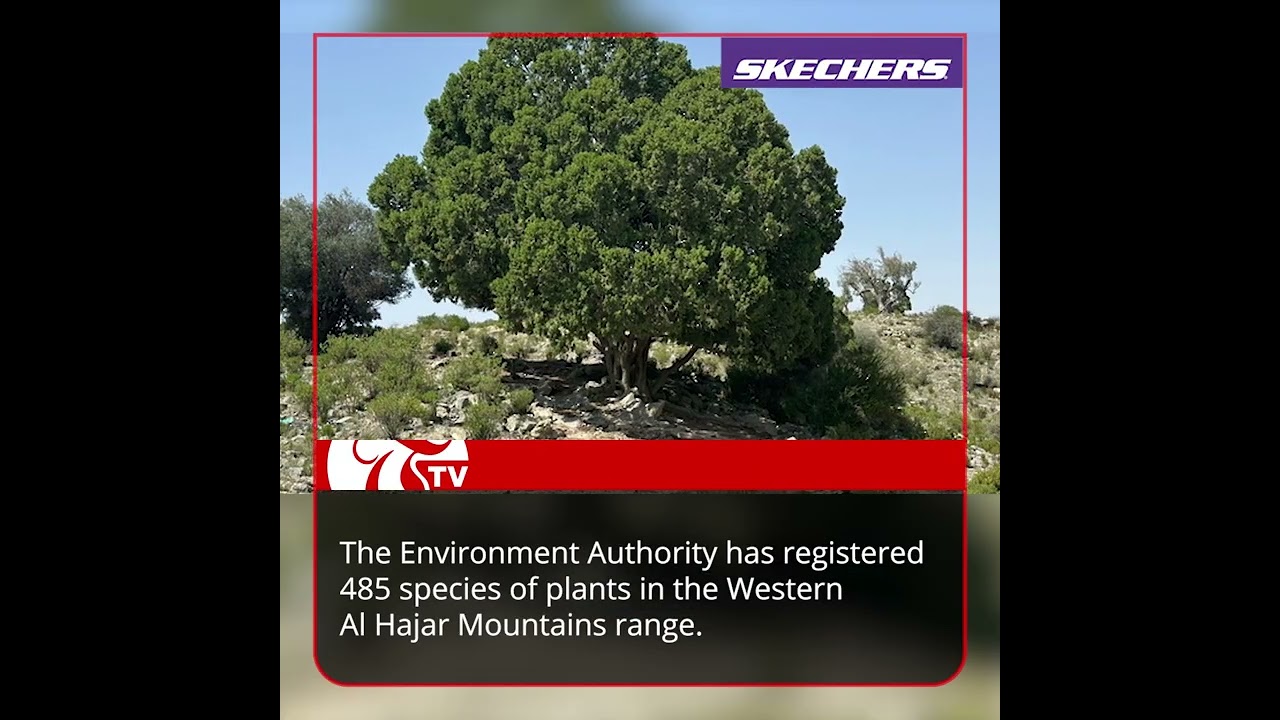 Page 1: Environment Authority registers 485 species of plants in western Al Hajar Mountains