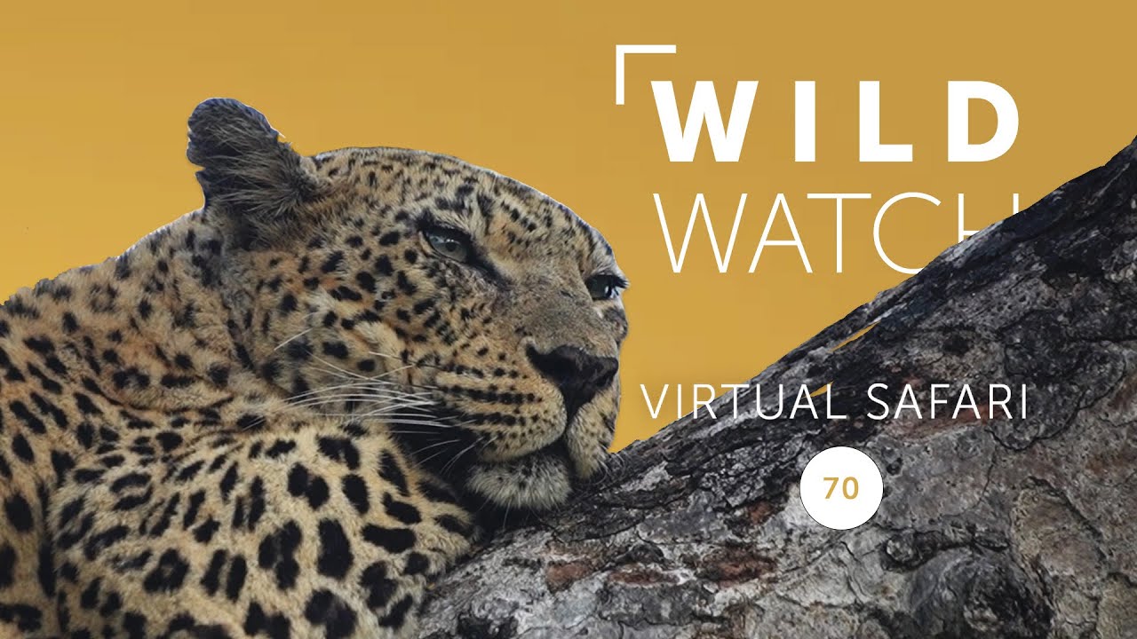 Падающие с деревьев вещи | Виртуальное сафари WILDwatch 70