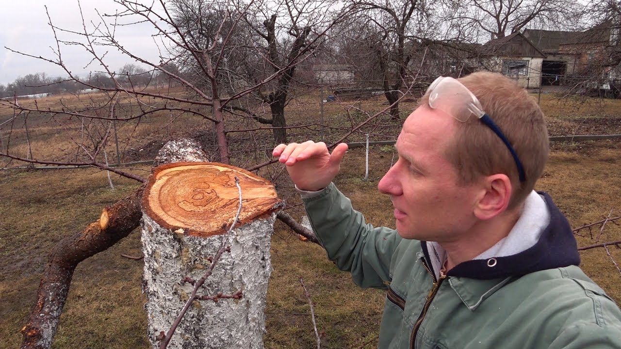 НОВОЕ ДЕРЕВО из ОЧЕНЬ СТАРОЙ ВИШНИ