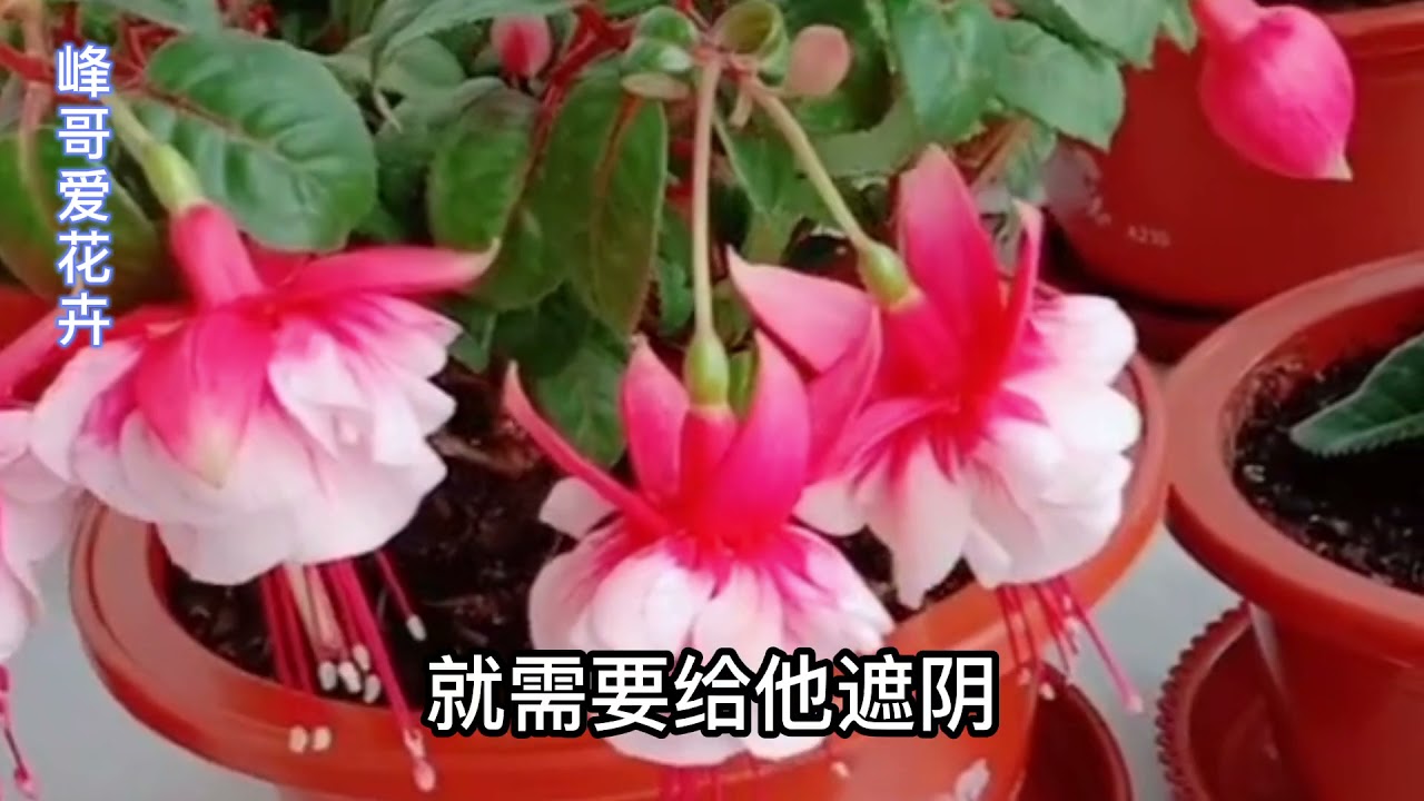 你还认为倒挂金钟难养吗？只要用对方法，不但开花多，扦插也简单