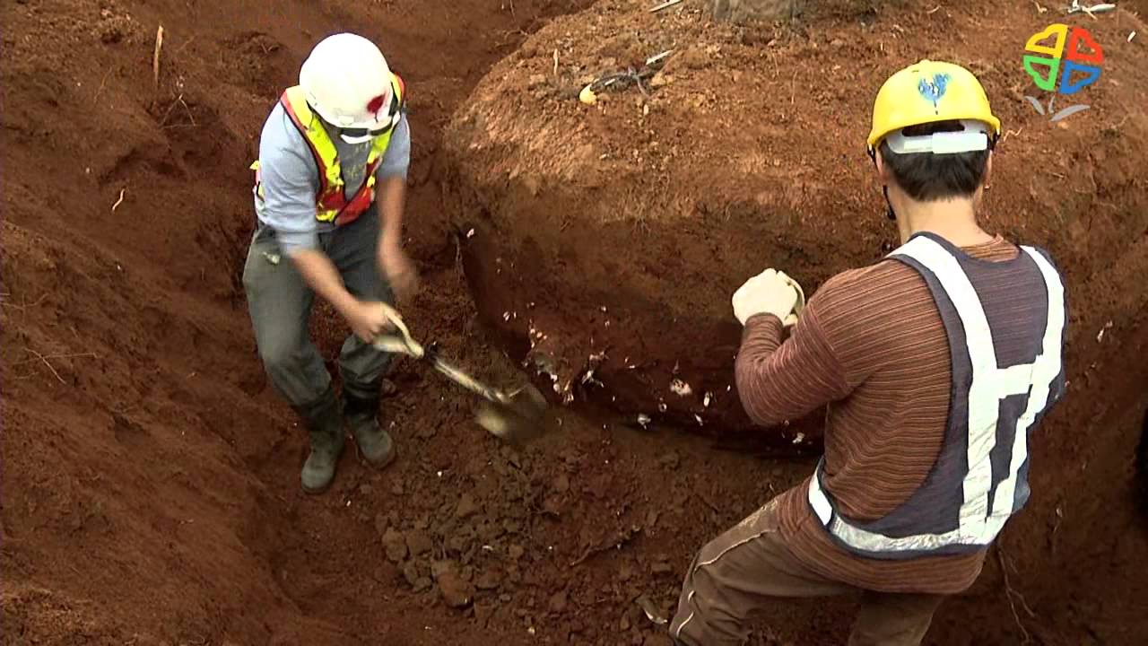 啄木鳥修剪認證示範(樹木移植SOP作業流程)