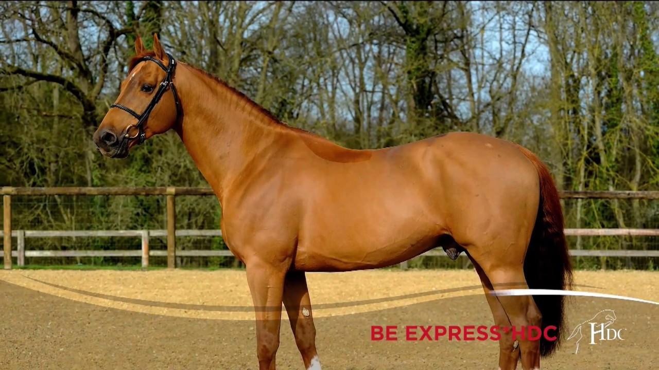 Présentations du Salon des Etalon 2020 - Jumping International de Bordeaux - Vendredi 07 Fev. 2020