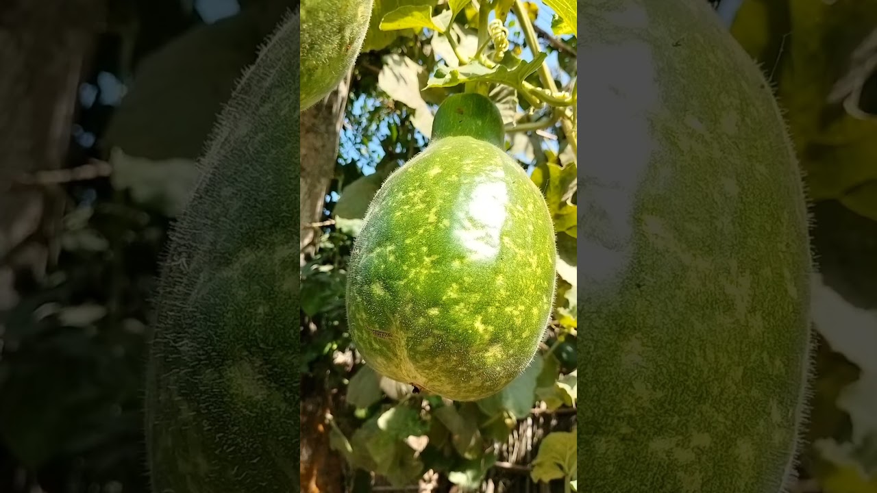 🥒❤️🤤😁🍆🫛🥦#gardening #organicgarden #agriculture #organicgardener