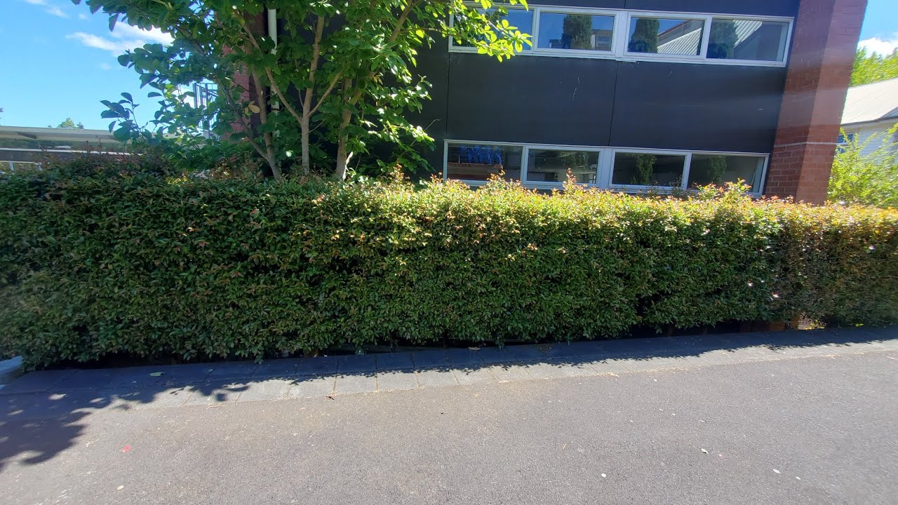 Trimming a Lilly Pilly hedge NZ