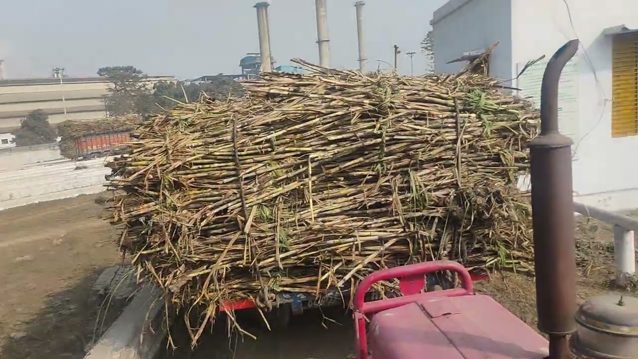टिकोला शुगर मिल गन्ना आने कारण बंद होने की कगारपर / टिकोला शुगर मिल फैक्ट्री / गन्ना किसान /#farming