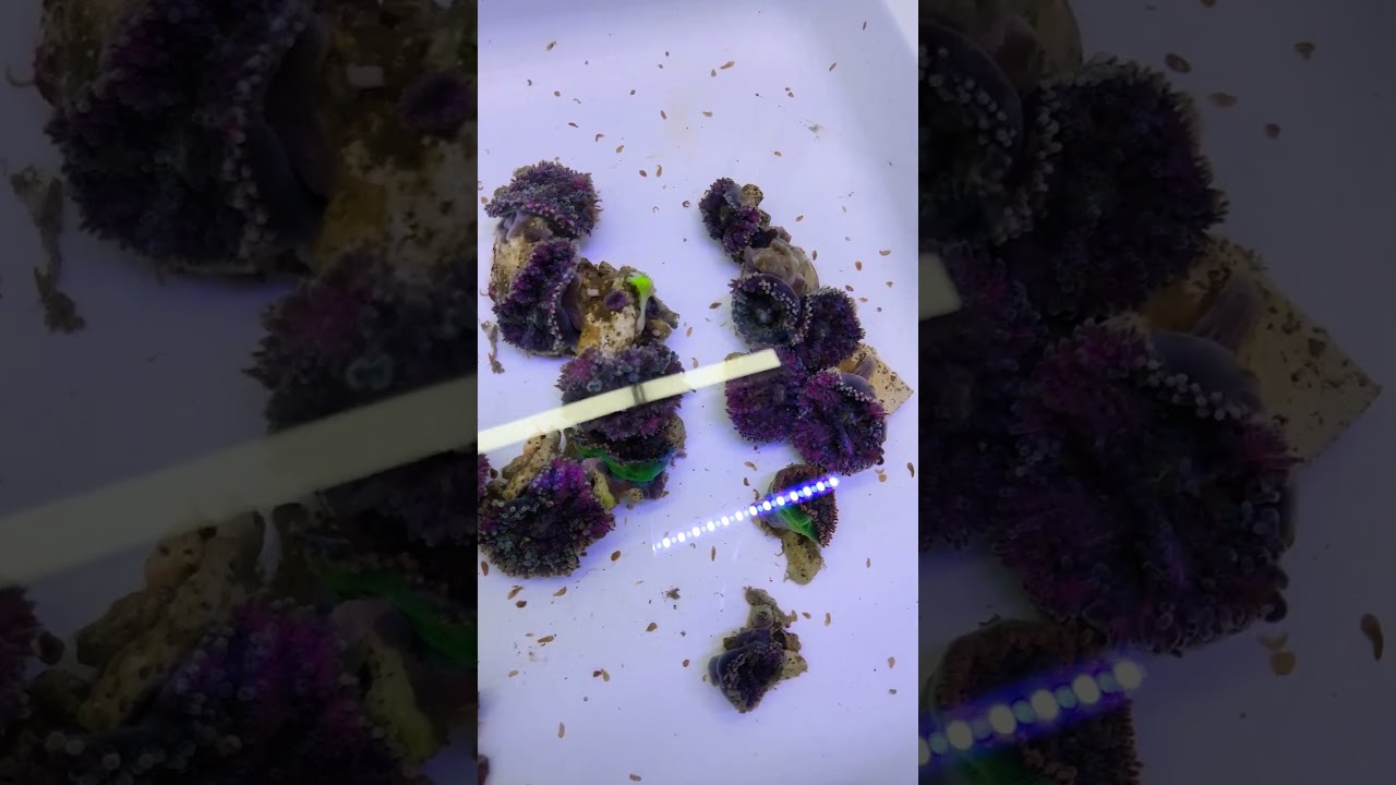 flatworms all over these corals