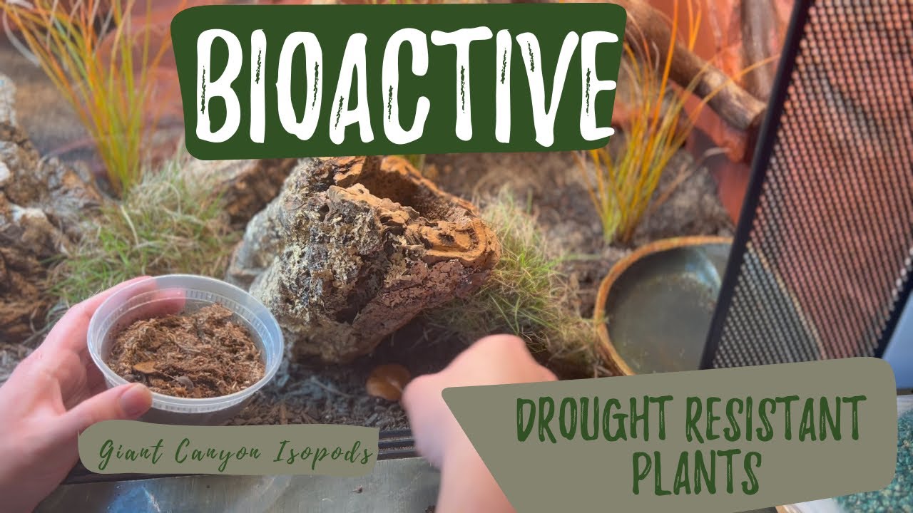 Bioactive Ackie Monitor Enclosure