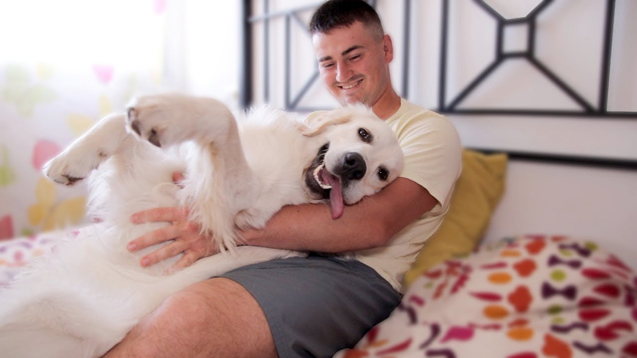 I Do Massage to My Golden Retriever