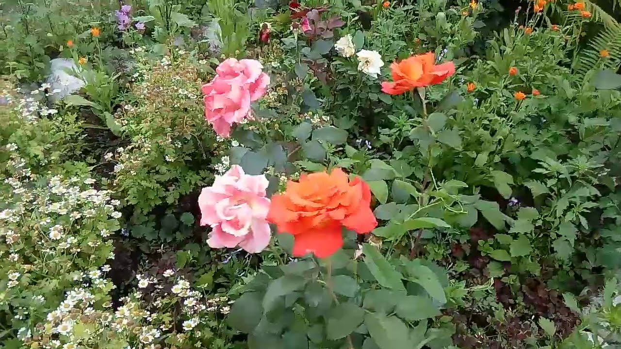 !!! 134 Цветоводы нашего села. канал МОЯ ГЕОРГИЕВКА