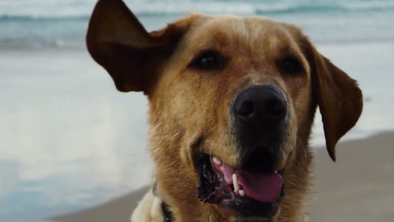 נועם פנחסוב - מעט לשוט