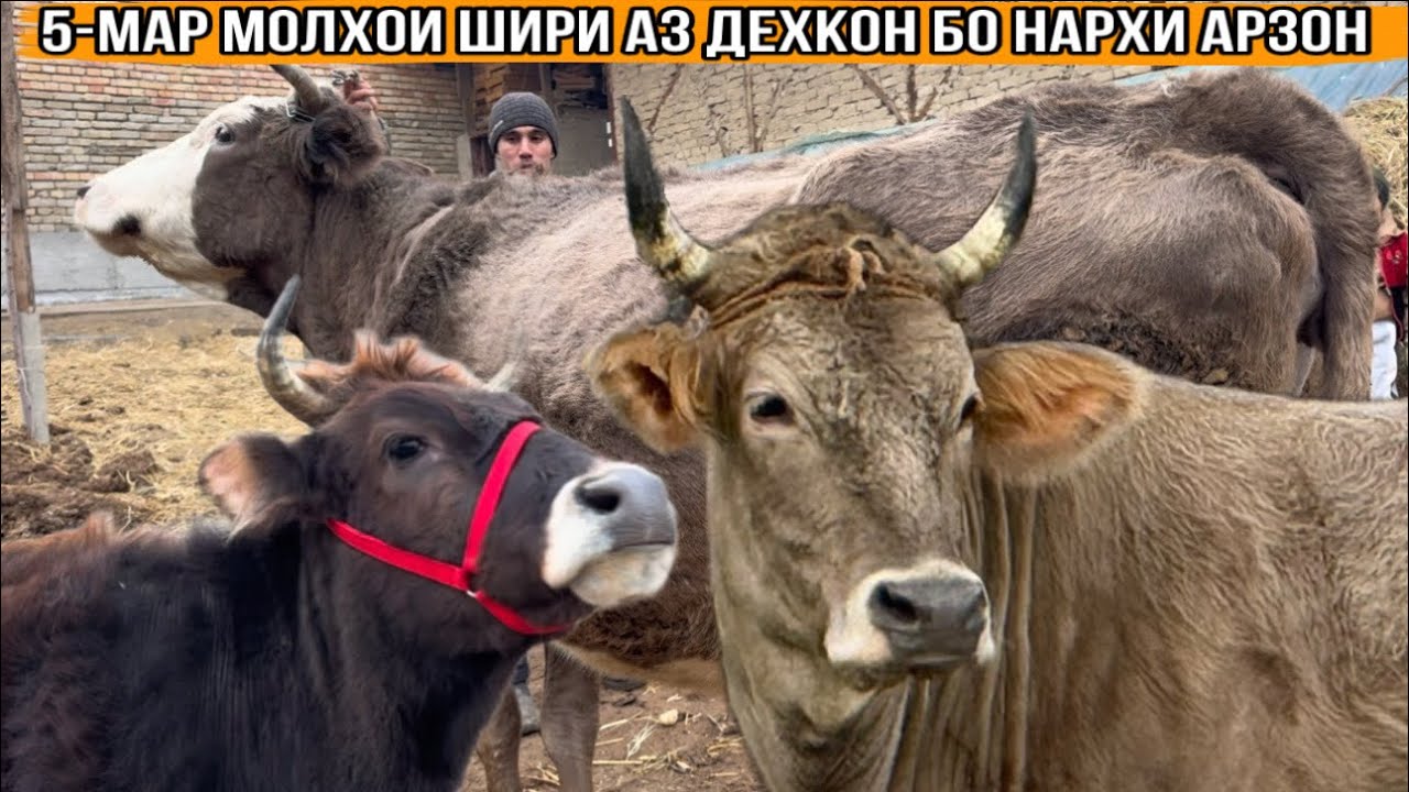5-САР МОЛҲОИ ШИРИ АЗ ДЕҲҚОН БО НАРХИ АРЗОН 31 января 2026 г.