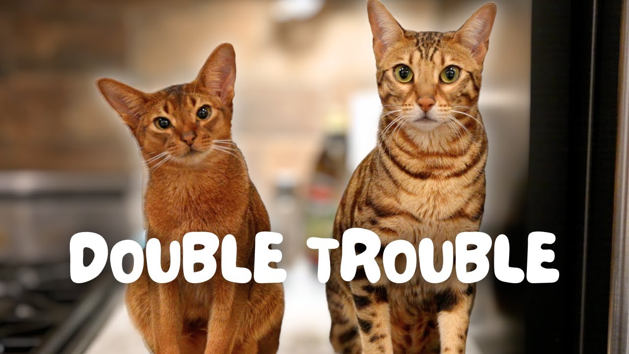 Действительно ли две кошки лучше одной? Как изменилась наша бенгальская кошка с тех пор, как у на...