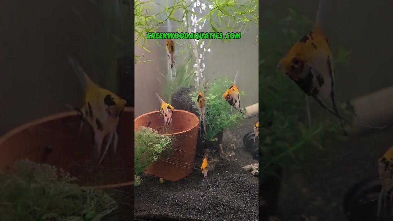 let's keep it growing #smallbusinessowner #fishkeepinghobby #aquariumcommunity #reeflife