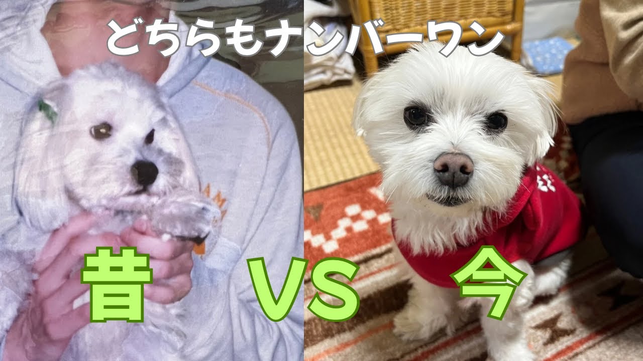 【マルチーズ対決】ぼくがナンバーワン🐶