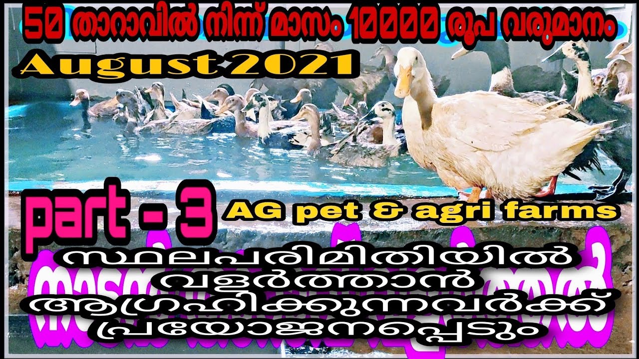 താറാവ് വളർത്തൽ   part 3  ( ഒരു പച്ചയായ അവതരണം  ) video കാണുന്നവർ Comments തുറന്ന് പറയാൻ മറക്കല്ലേ..
