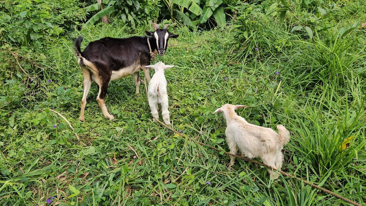 Looking at some lovely SOURSOPS  / Taking out my animals.