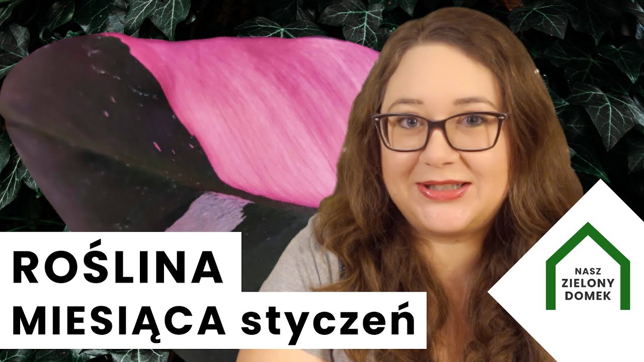 ULUBIONE ROŚLINY Roślina miesiąca Kolekcjonerskie rośliny w marketach Auchan, OBI, Biedronka