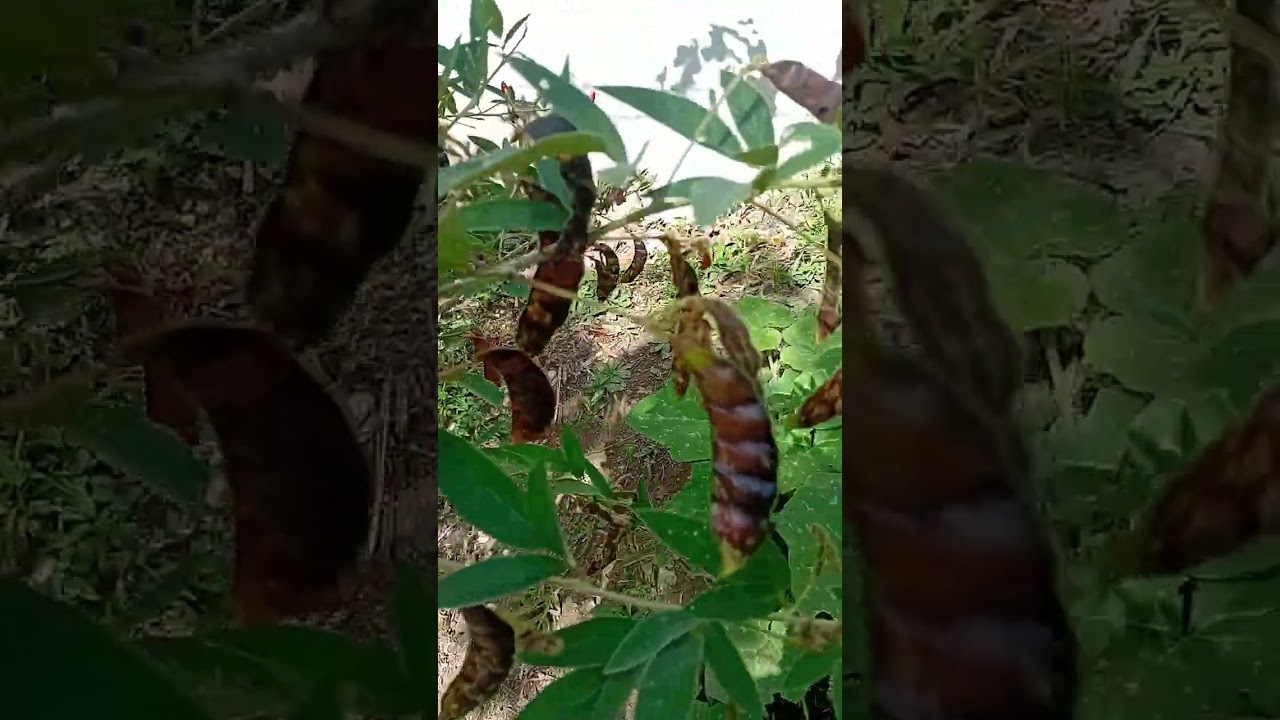 Showing An Garden Update. Aiming to be self sufficient soon. 