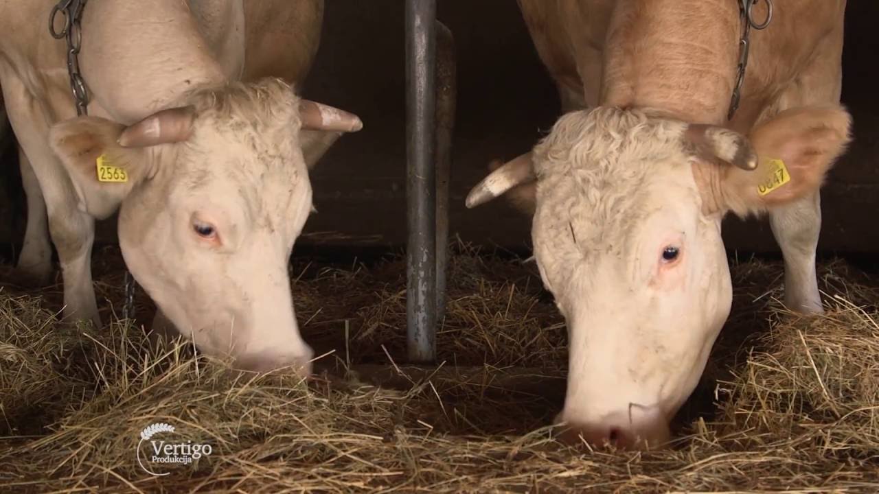 Farma krava i proizvodnja mleka u selu Rajkovic - U nasem ataru 646