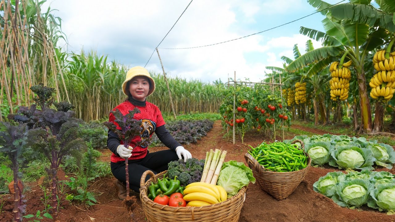 Daily Harvest: Chili Peppers, Kale, Tomatoes, Bananas...To Sell At The Market And Cook - Farm Life