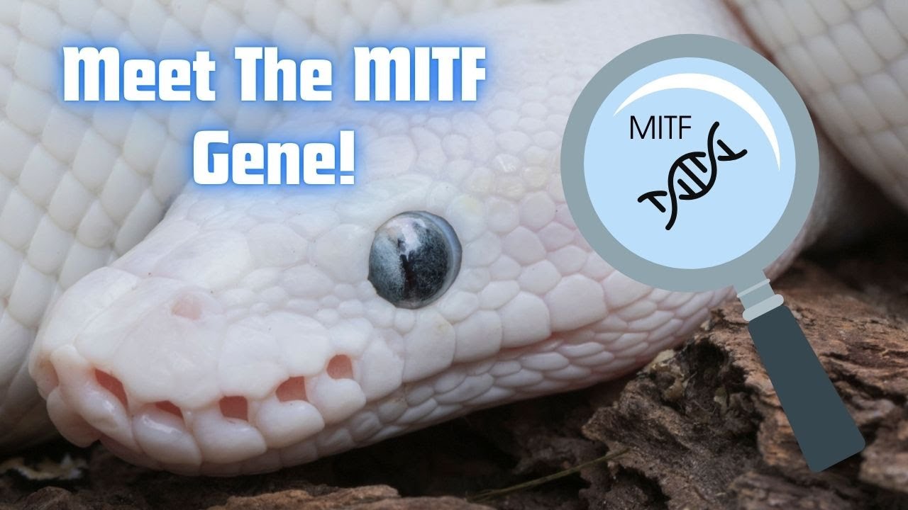 Why Does The BEL Complex Look Like That? | Reptile Genetics Weekly Ep 125