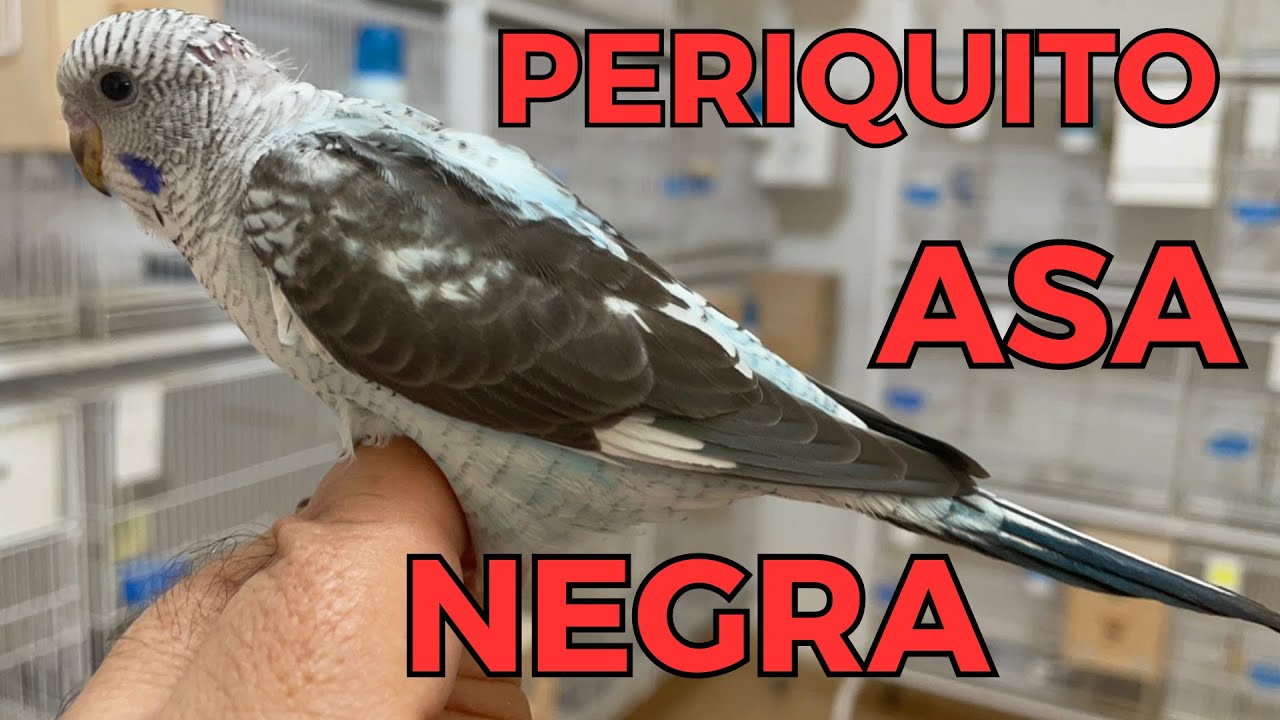 A SENSAÇÃO DOS PERIQUITOS ASAS NEGRAS!!!Cortes da Live.