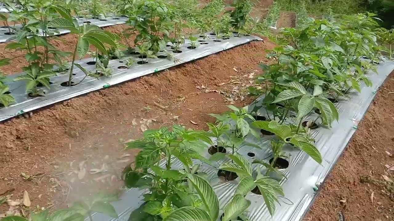 HAL-HAL MENDASAR YANG HARUS DI PAHAMI DALAM BUDIDAYA CABE  !!!  