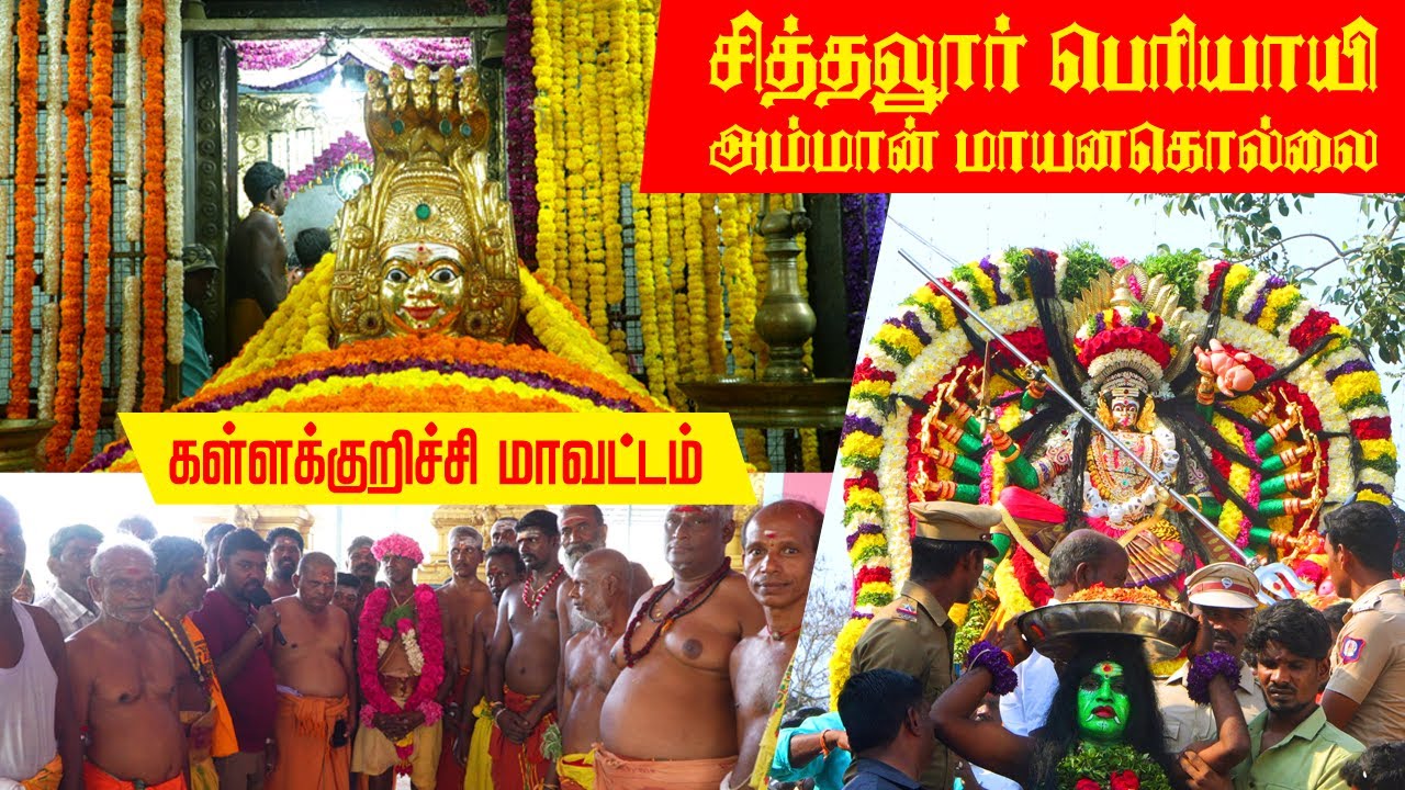 சித்தலூர் பெரியாயி அம்மான் மாயனகொல்லை I  SITHALUR PERIYAIE AMMAN TEMPLE - 2025