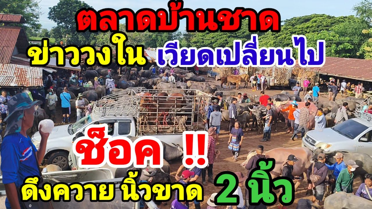ตลาดบ้านชาด เมืองพล ขอนแก่น ข่าววงใน เวียดเปลี่ยนไป วัวควายแบบนี้เวียดต้องการ???