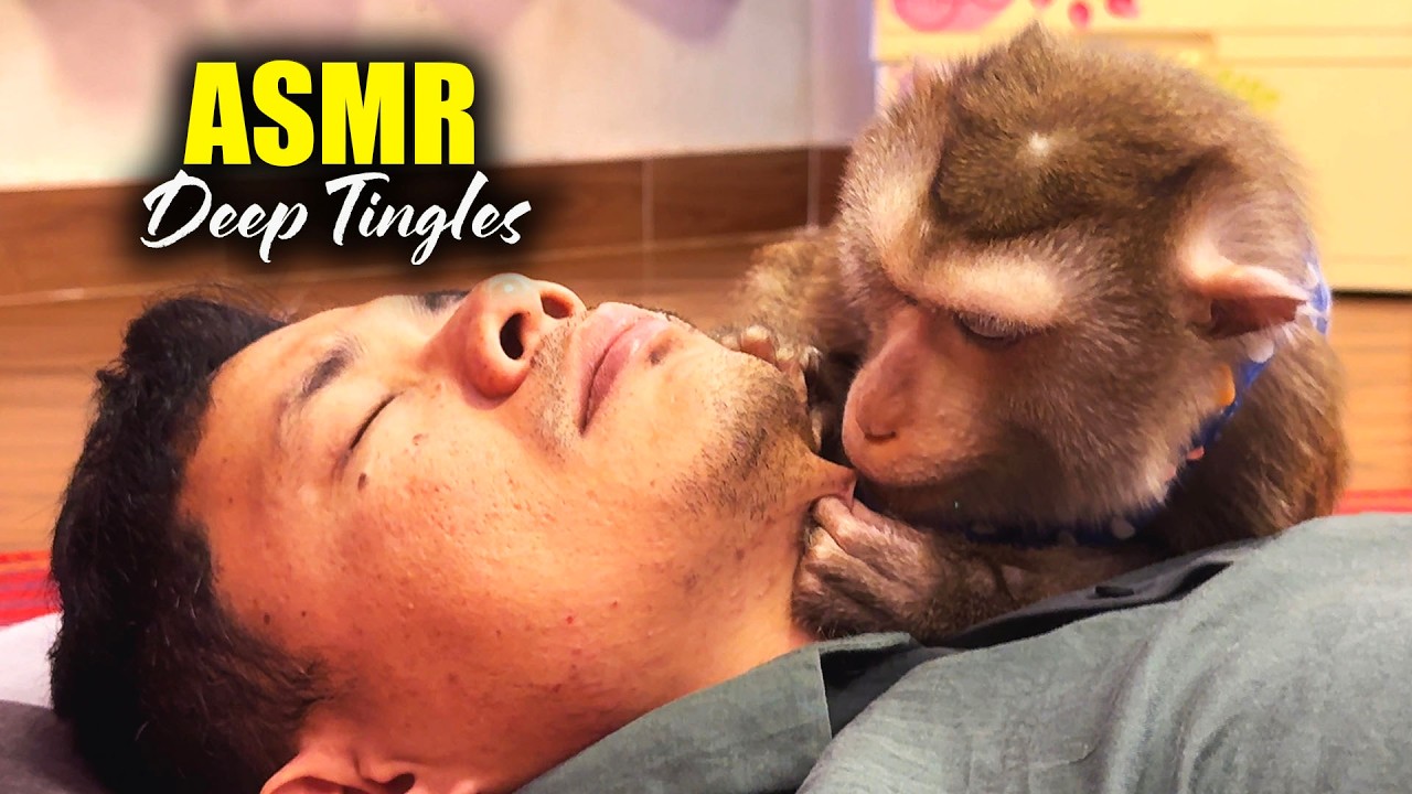 Extreme Close-Up Monkey ASMR (No Talking) | Deep Tingles & Soothing Pick for a Relaxing Sleep