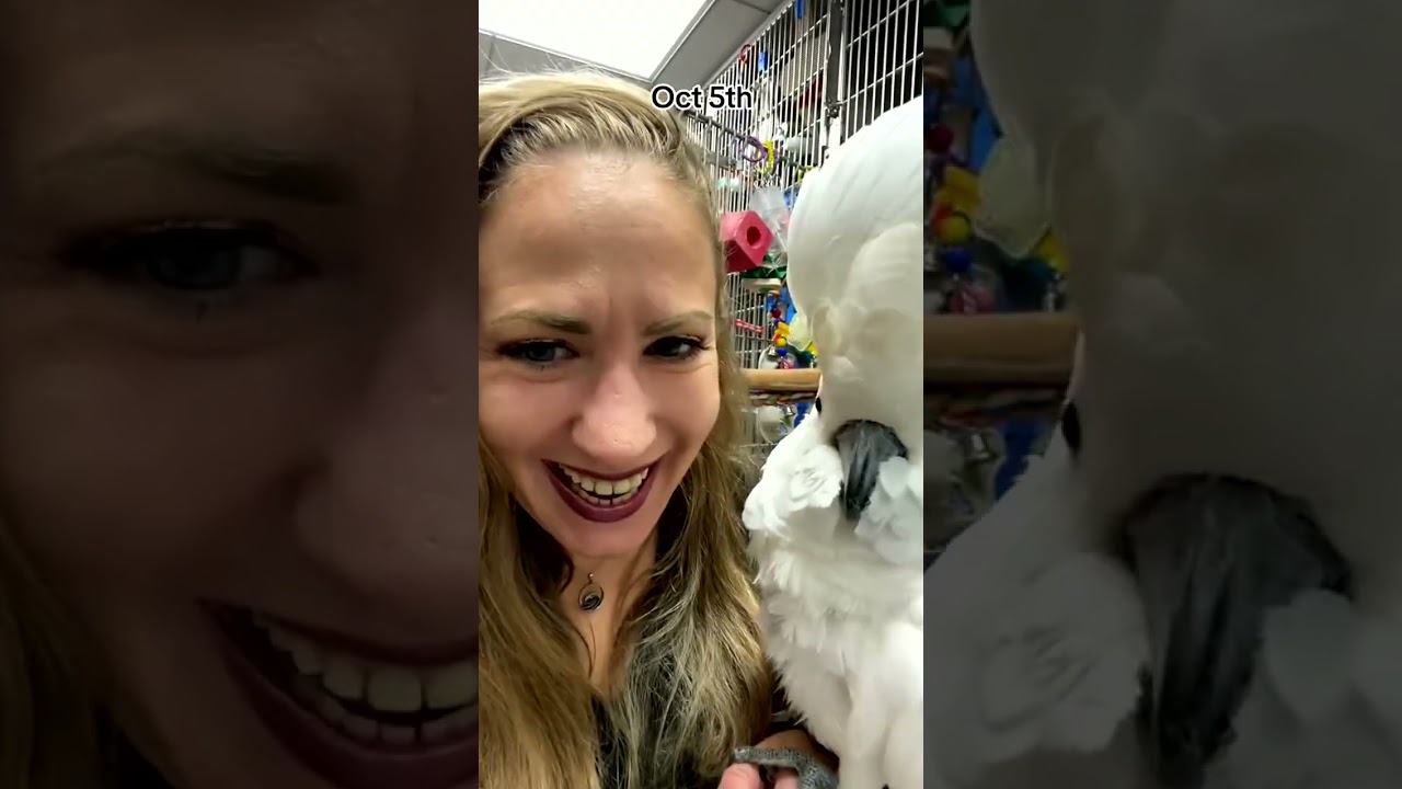 Мой попугай украл мои наушники.