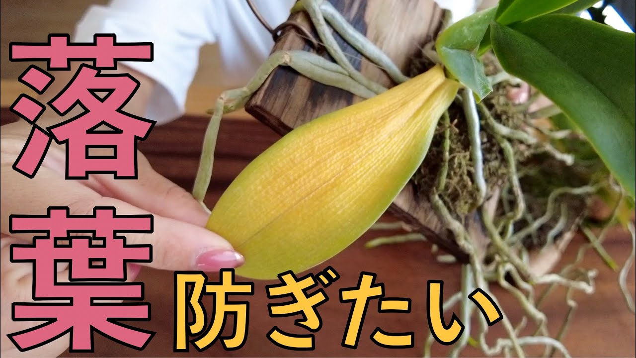 胡蝶蘭【真夏の葉落ち】なぜ起きる？防ぎたかったら何をする？