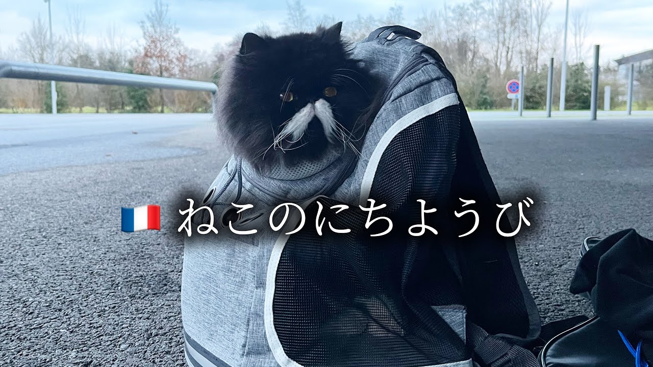 🇫🇷【ねこの日曜さんぽ】Sunday Walk with the Cat🐾