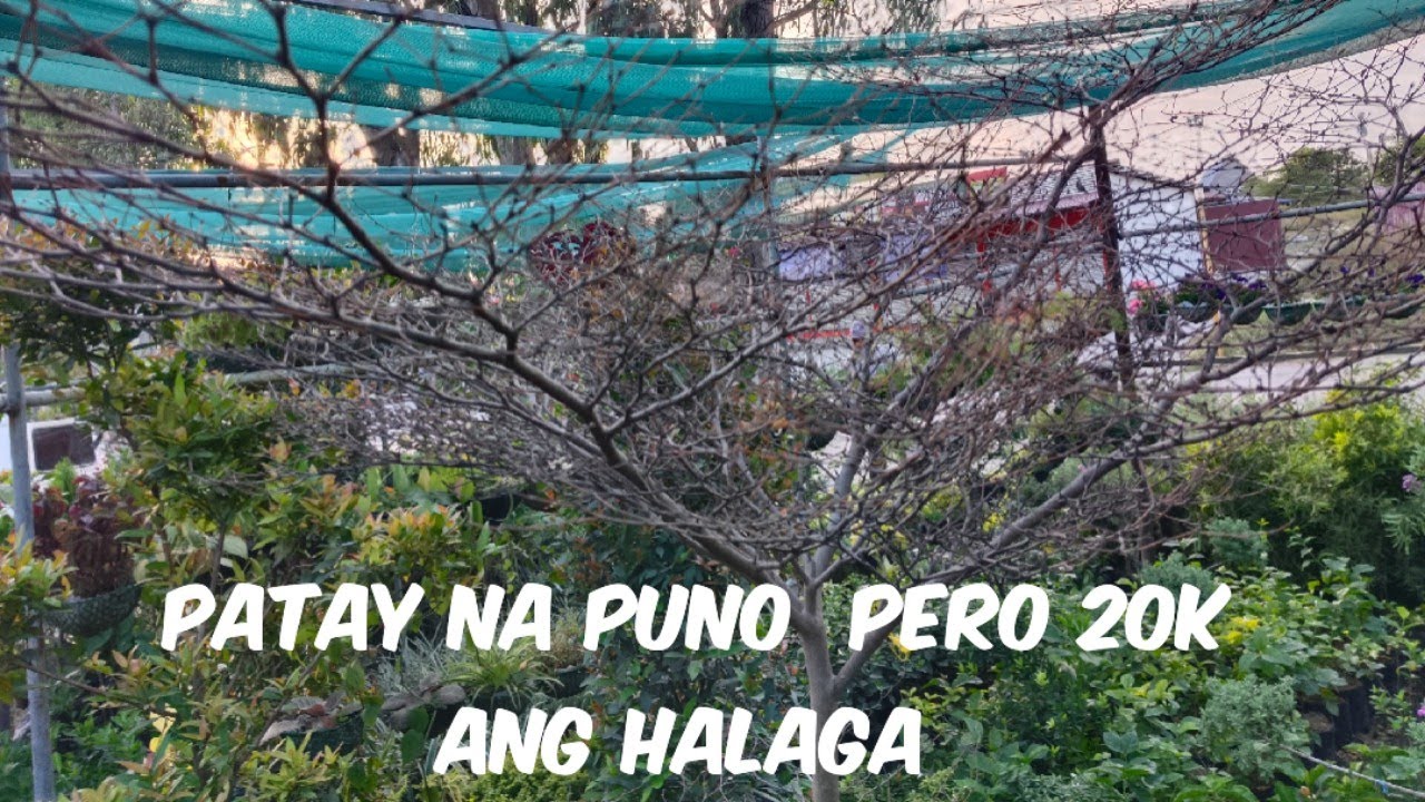 African Talisay Tree Expensive Tree With or Without Leaves.Bouganvillea Best for Landscape Floridana