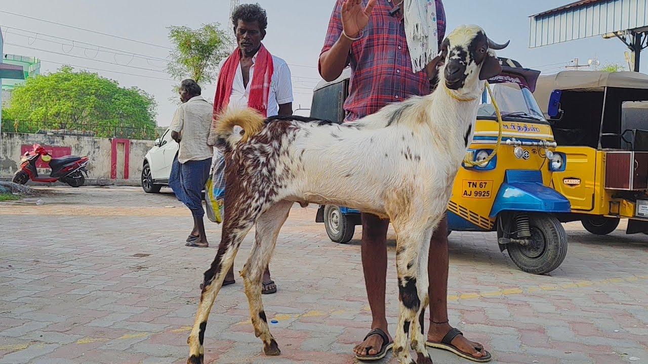 எட்டயபுரம் சனிக்கிழமை லைவ் சந்தை Market's சந்தை 