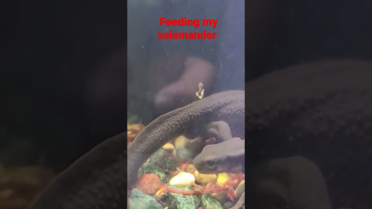 feeding my salamander 