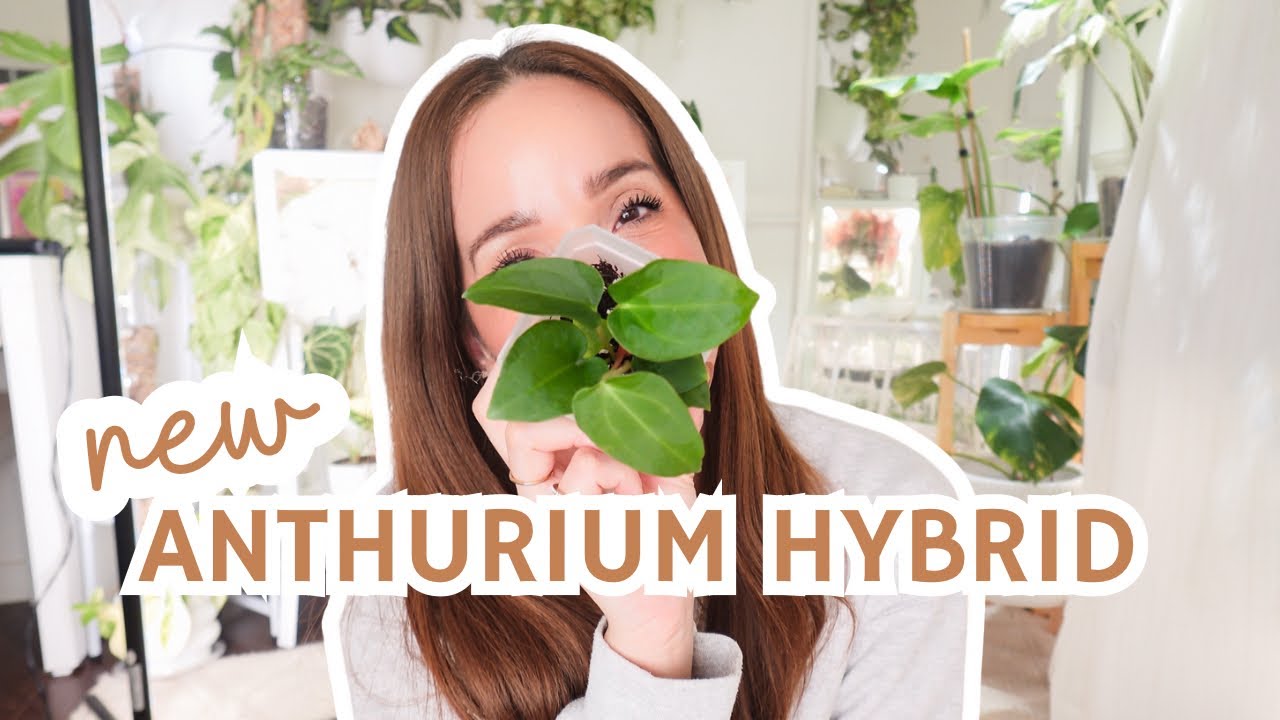 Rare Anthurium Hybrid Unboxing📦 | My New Plant Addition🌿
