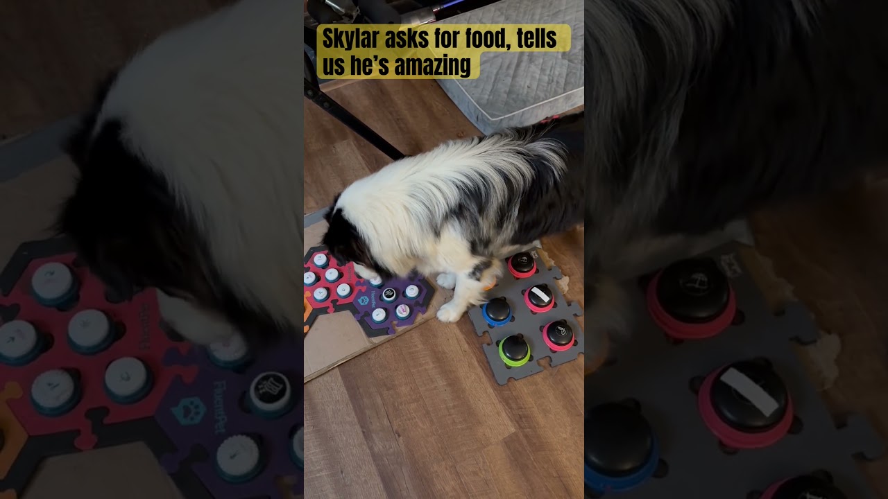 Dog Talks for treats w/ buttons