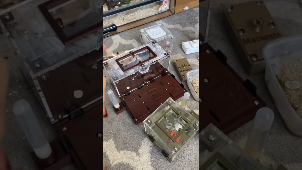 trochę tych mrówek tu już jest 👀