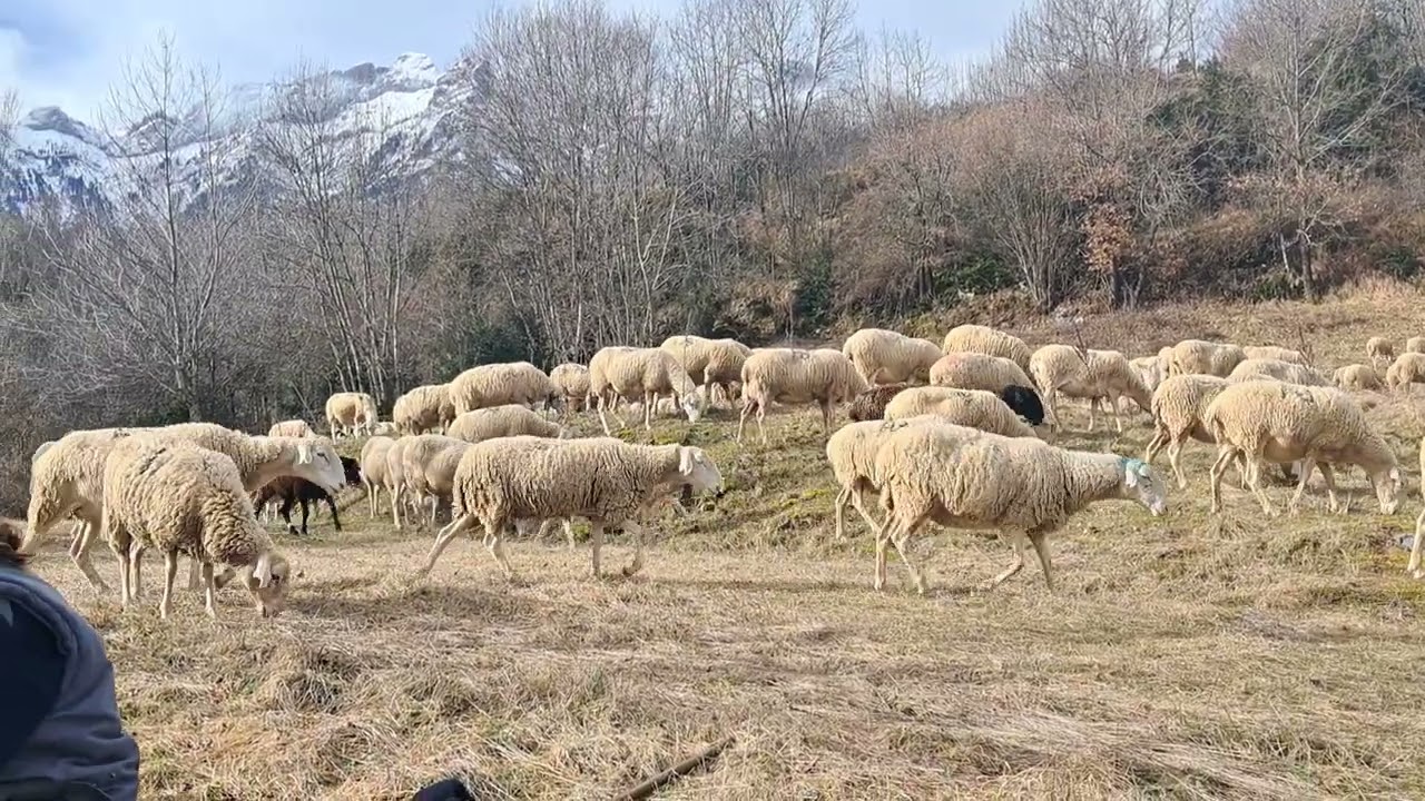 Siempre habrá pastores...
